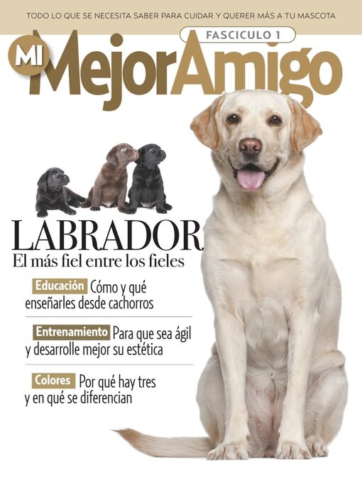 golden retriever vs labrador retriever cual es mejor mascota