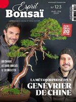 26 meilleures idées sur Bonsaïs  bonsaïs, bonsai, jardin bonsaïs
